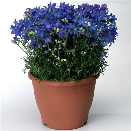 Семена Дельфиниума крупноцветковый Делфикс blue 10шт.