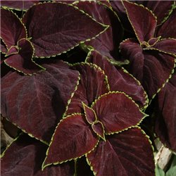 Семена колеуса Премиум Сан chocolate mint