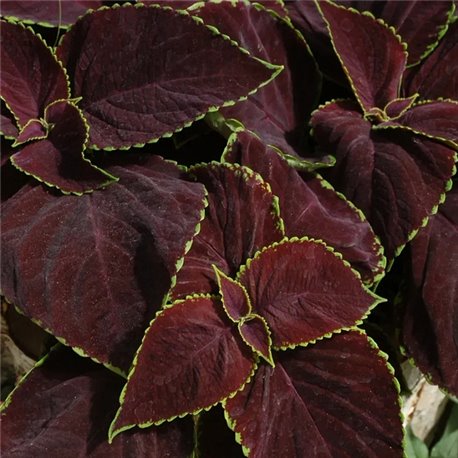 Насіння колеуса Преміум Сан chocolate mint