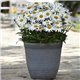 Семена ромашки Мадонна 5 шт.