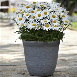 Насіння ромашки Мадонна 5 шт.