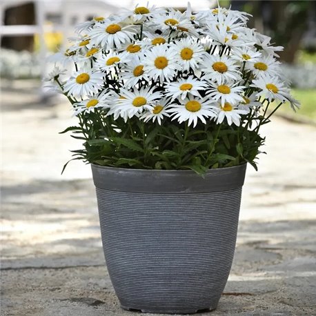 Насіння ромашки Мадонна 5 шт.