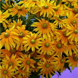 Насіння рудбекія Сонце Прерій (Prairie Sun) 10шт.