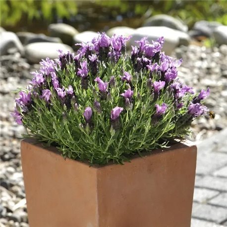 Семена Лаванды Бандера пурпурный