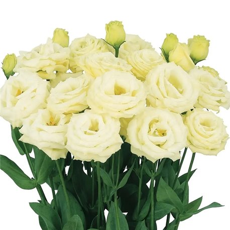 Насіння еустоми великоквіткової махрової Розіта F1 yellow