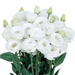 Насіння еустоми великоквіткової махрової Розіта F1 pure white