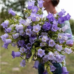 Насіння дзвоники середні блакитні