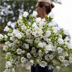 Семена колокольчики средние белые