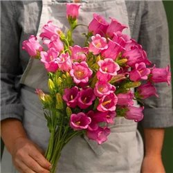 Семена колокольчики средние карминово-розовые