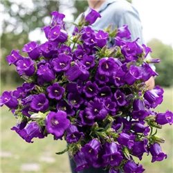 Насіння дзвоники середні темно-сині