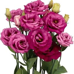 Семена эустомы крупноцветковой махровой Розита F1 purple rose