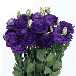 Насіння еустоми великоквіткової махрової Розіта F1 blue