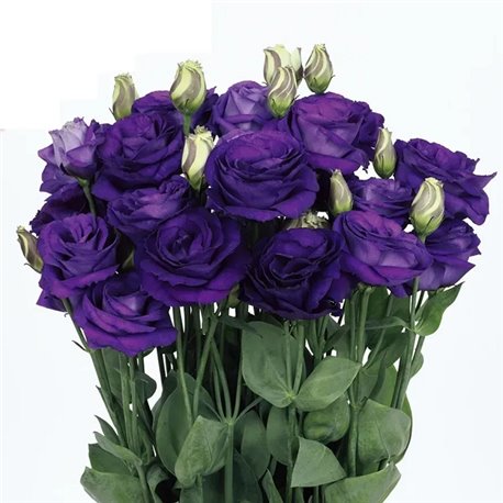 Семена эустомы крупноцветковой махровой Розита F1 blue