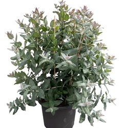 Насіння Евкаліпт кулястий Стайікс 5 шт.