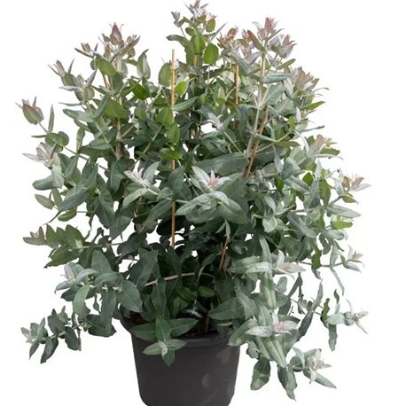 Насіння Евкаліпт кулястий Стайікс 5 шт.