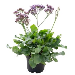 Семена статица переса Индия 3 шт.