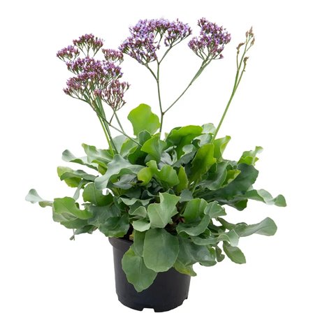 Насіння статиця переса Індія 3 шт.