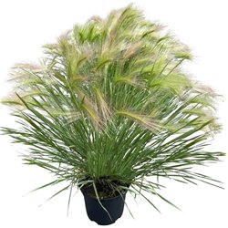 Насіння Ячмінь гривастий Ріккі 100 шт.