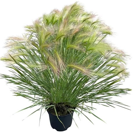 Семена Ячмень гривастый Рикки 100 шт.