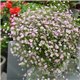 Семена гипсофила Гипси пинк ампельная 5 драже