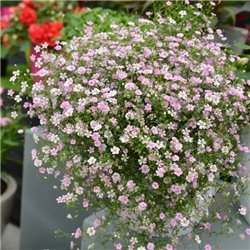 Насіння гіпсофіла Гіпсі пінк ампельна 5 драже