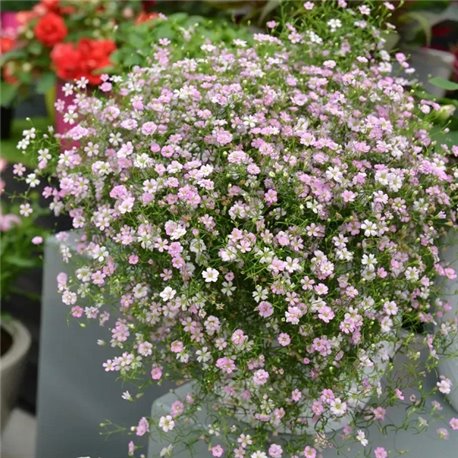 Насіння гіпсофіла Гіпсі пінк ампельна 5 драже