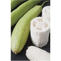 Насіння Люффа циліндрична 1 гр.