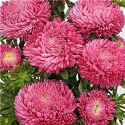 Семена Астры Балун белая китайская на срез 0,05гр.