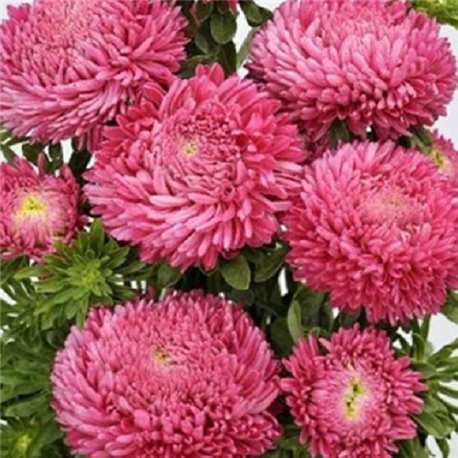 Семена Астры Балун белая китайская на срез 0,05гр.