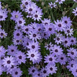 Семена Катананхе голубой 1 гр.