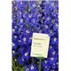Насіння дельфініума Кендел F1 blue shades 3 шт.