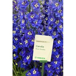 Семена дельфиниума Кенделл F1 blue shades3 шт.