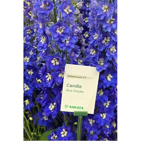 Семена дельфиниума Кенделл F1 blue shades3 шт.