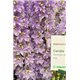 Насіння дельфініума Кендел F1 lavender shades 3 шт.