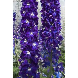 Насіння дельфініума Кендел F1 violet shades 3 шт.