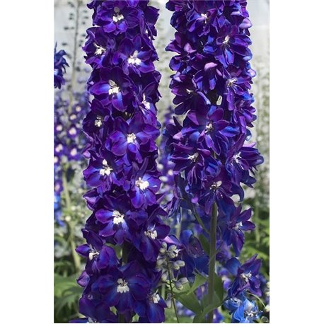 Насіння дельфініума Кендел F1 violet shades 3 шт.