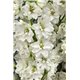 Семена дельфиниума Кенделл F1 white shades3 шт.