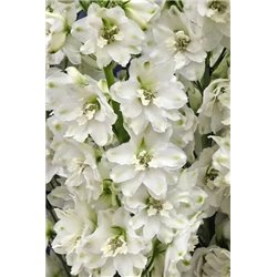 Семена дельфиниума Кенделл F1 white shades3 шт.