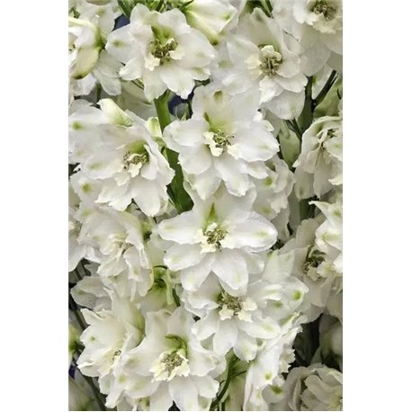 Семена дельфиниума Кенделл F1 white shades3 шт.