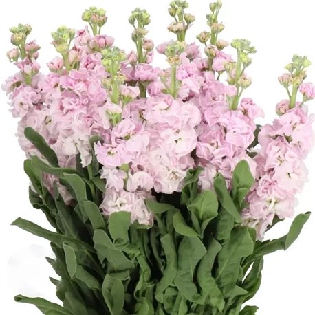 Семена Левкой (маттиола) Айрон apricot для среза