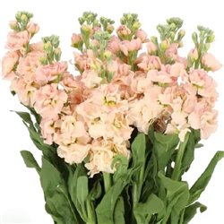 Насіння левкой (матіола) Айрон apricot для зрізу