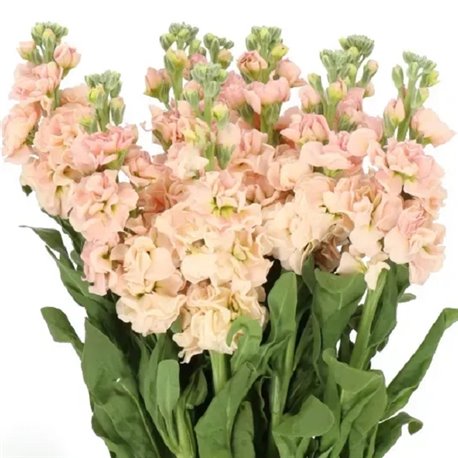 Семена Левкой (маттиола) Айрон apricot для среза