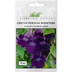 Насіння Азаріна повзуча фіолетова 10 шт.