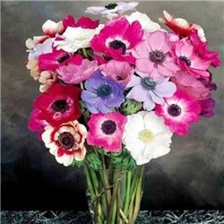 Семена Анемона Мона Лиза смесь 5 шт.