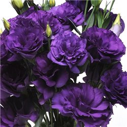 Семена эустомы крупноцветковой махровой  Flare F1 deep blue
