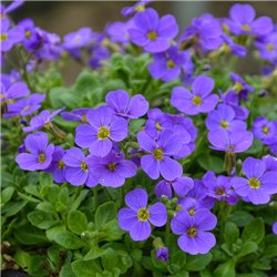 Насіння обрієти гібридної Одрі F1 синій з прожилками 10 шт.