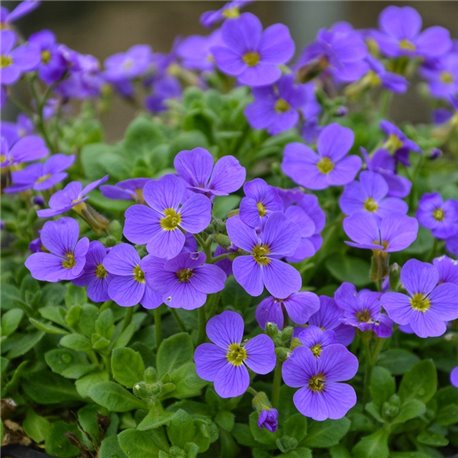 Семена обриеты гибридной Одри F1 синий с прожилками 10 шт.