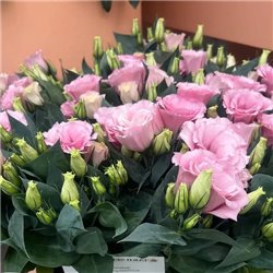 Семена эустомы низкорослая Джульетта F1 pink