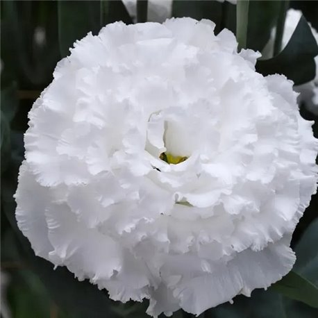 Насіння еустоми високорослої Кореллі F1 white