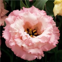 Насіння еустоми високорослої Кореллі F1 apricot